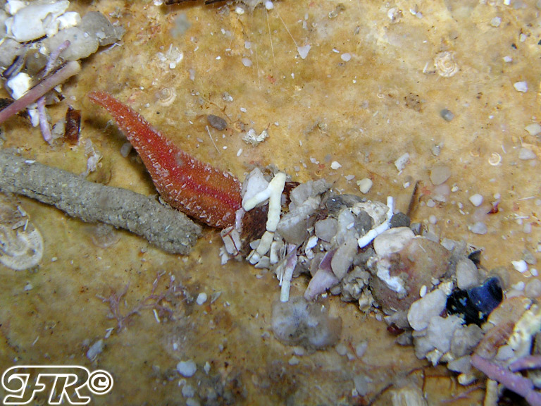 Terebelidae